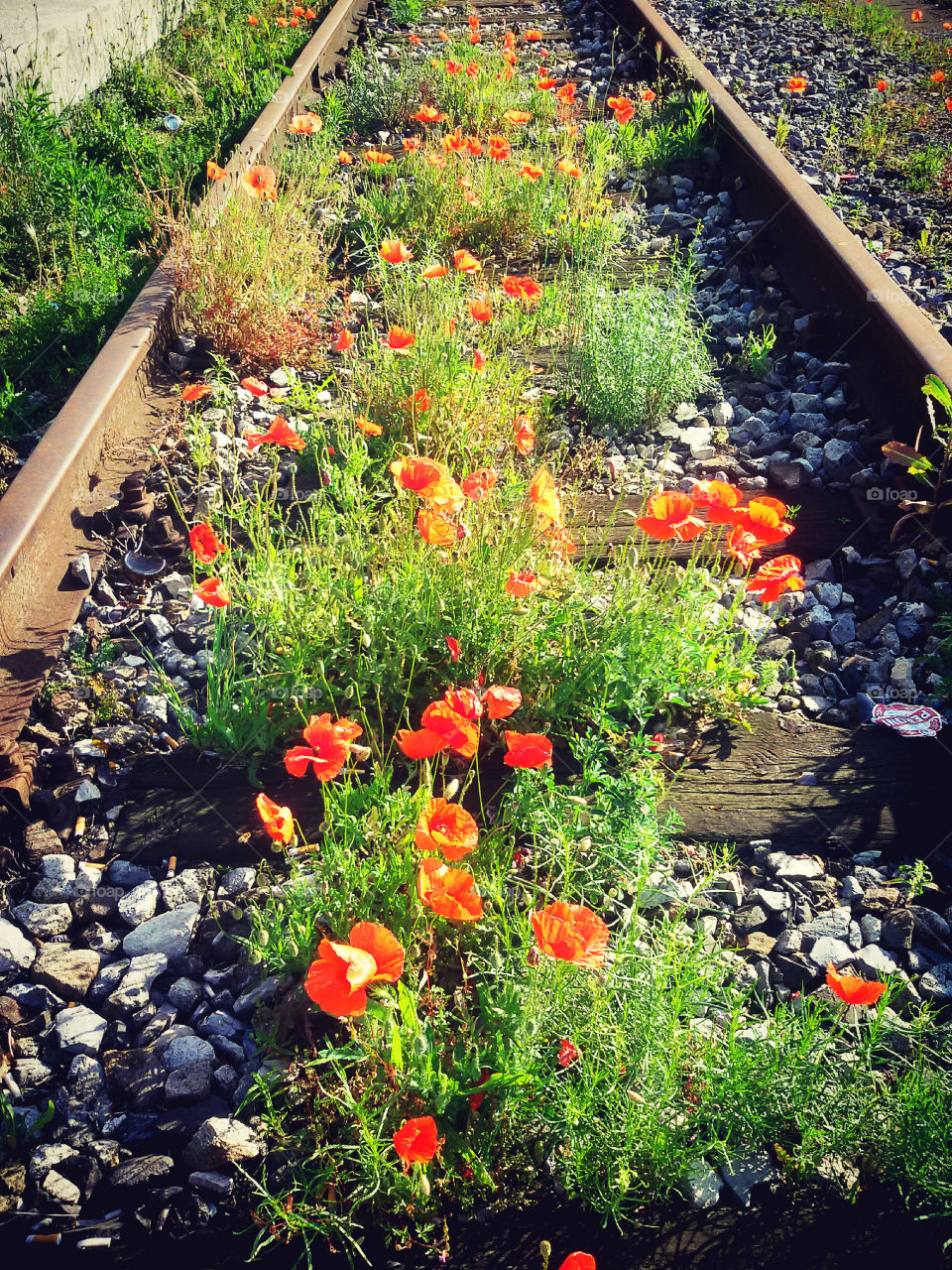 railway poppies