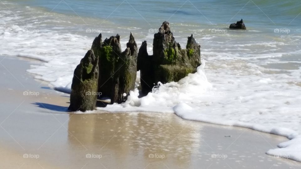 Saint George Island shoreline stumps