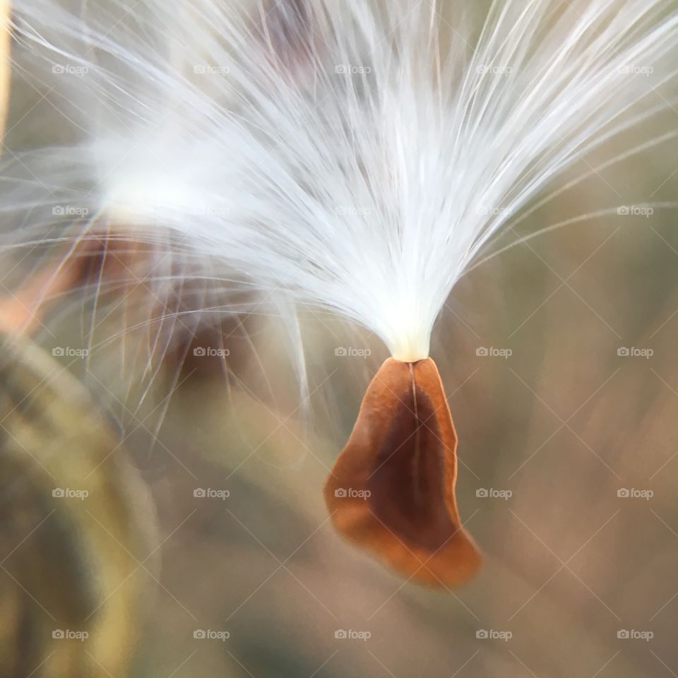 Suspended seed