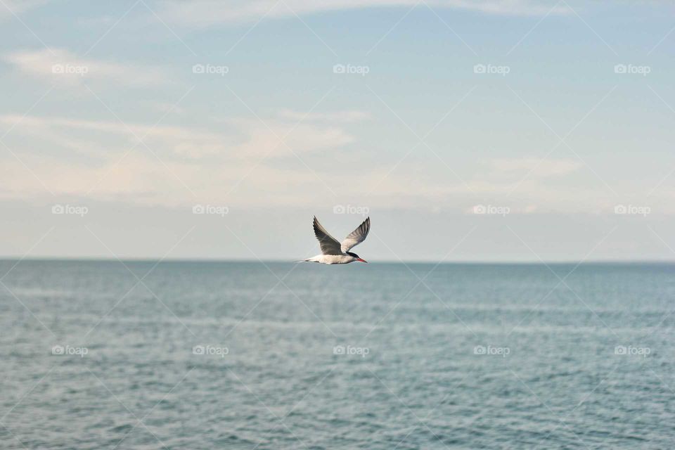 A seagull flies on the horizon above a salt lake