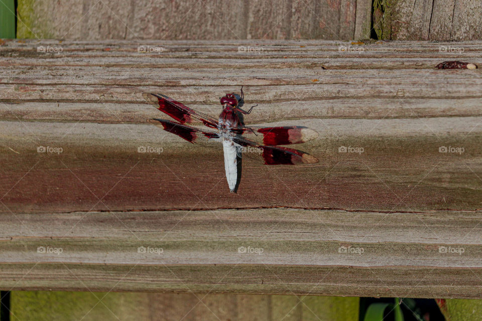 dragonfly on the fence