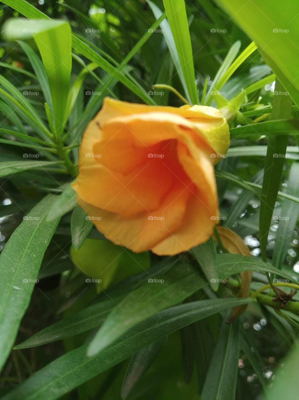 orange colour flowers seasonal fresh shurb small size looks very beautiful generally found everywhere