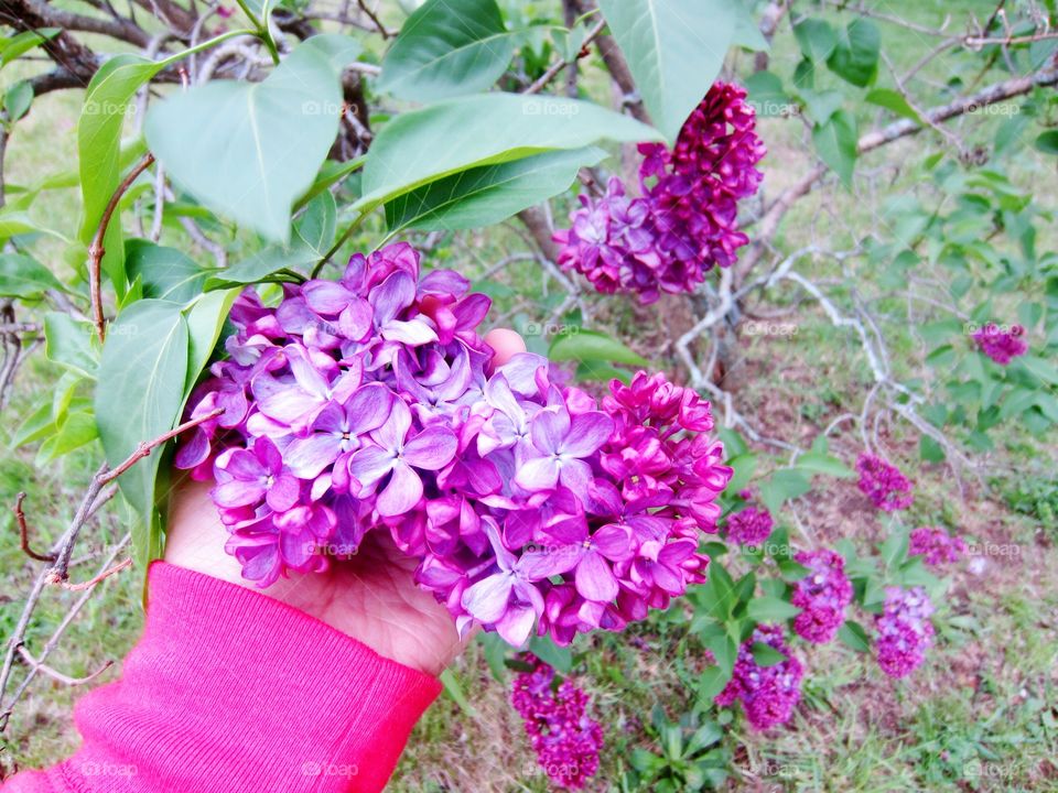 Lilac Flowers