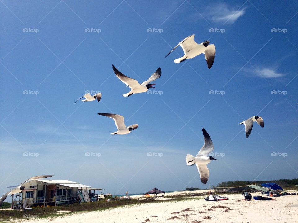 Seagulls