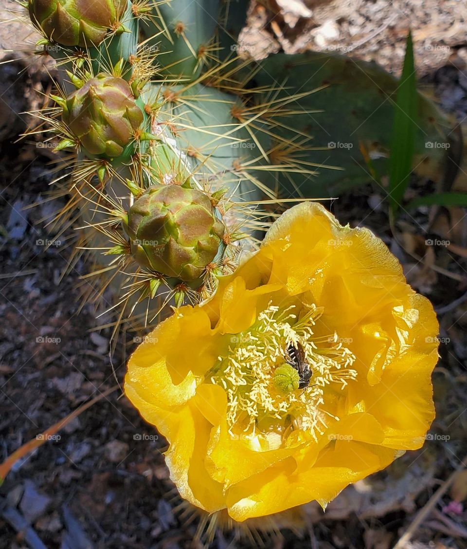 Prickly Pear Cactus in Bloom