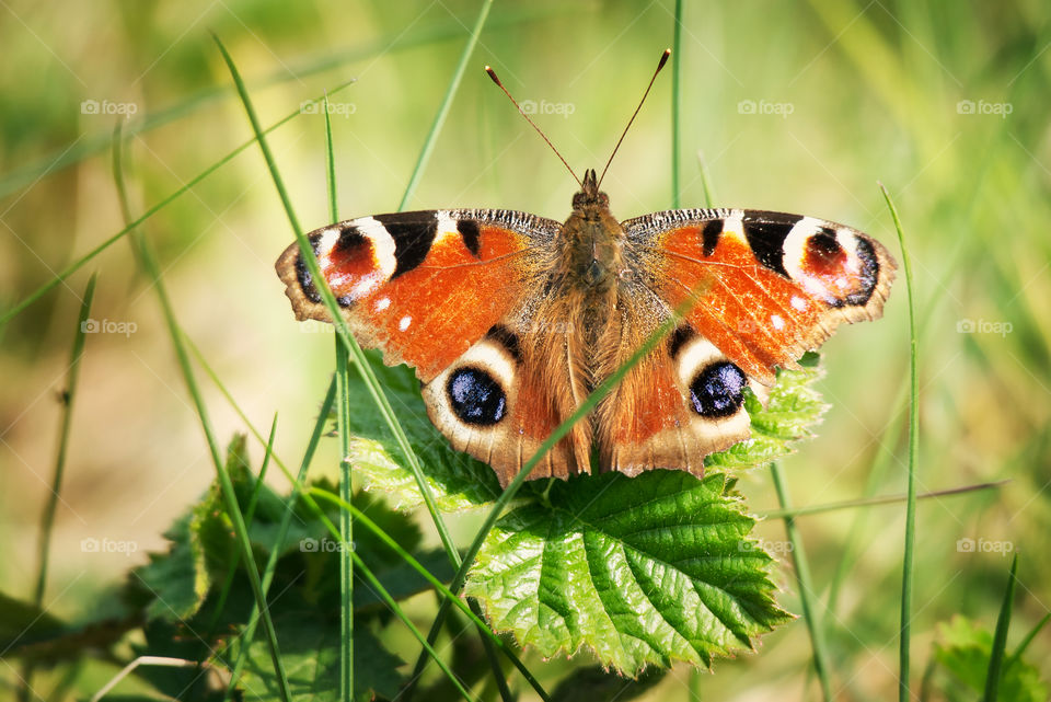 Orange butterfly on a green leaf