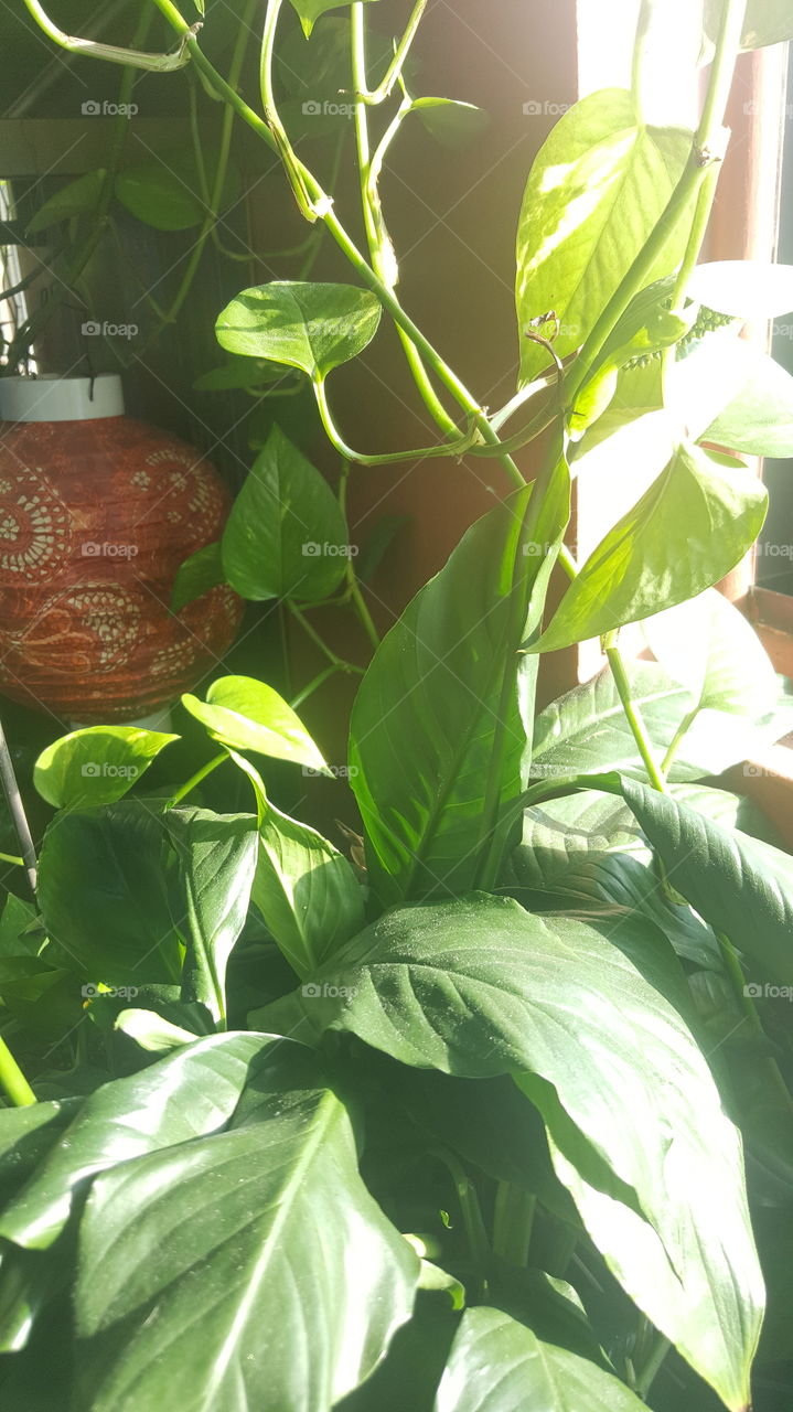 Chinese lantern with hanging plant