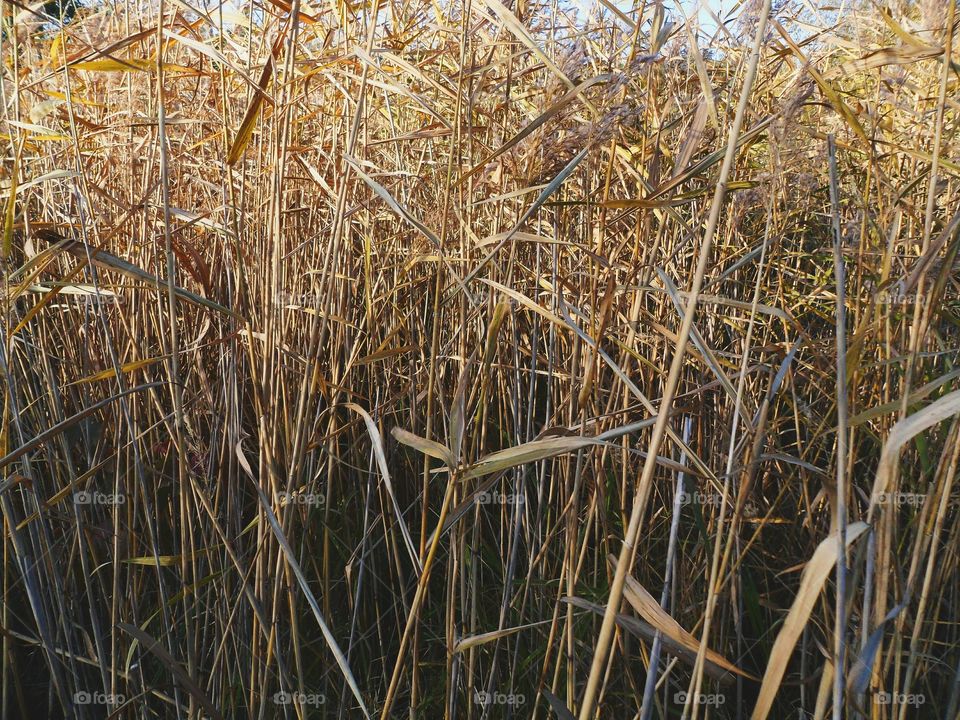 dry high grass, autumn