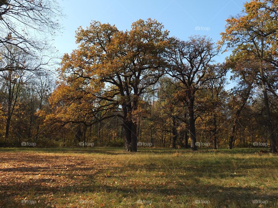 Fall Wins! (Bonus Exclusive Mission)