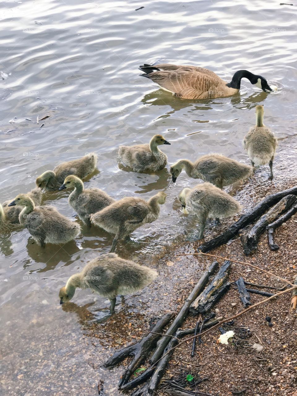 Goslings