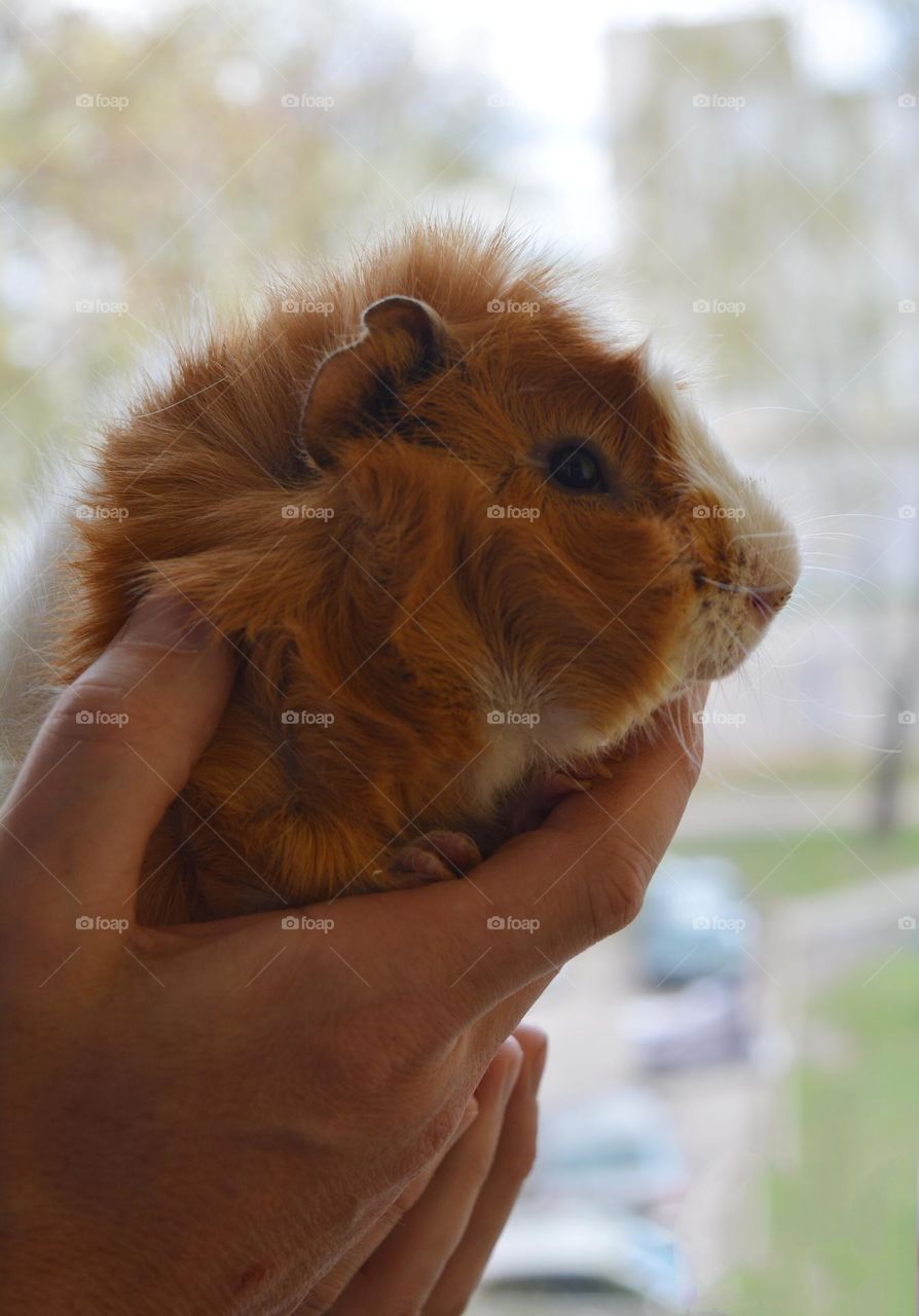 guinea pig beautiful portrait in the hands, love pet