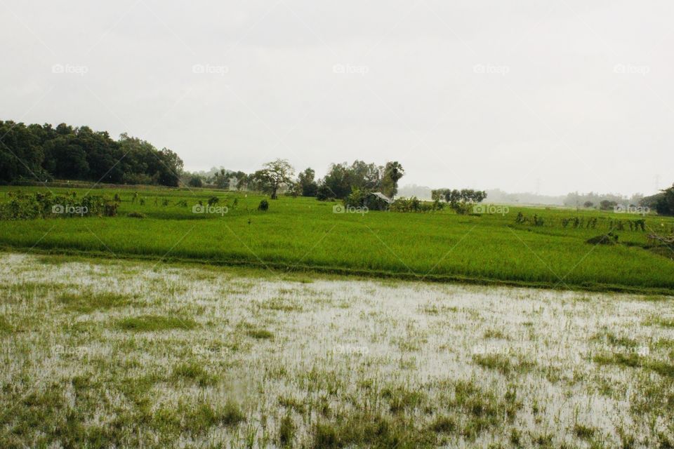 Green View of Nature During Rainy Season !!! 
