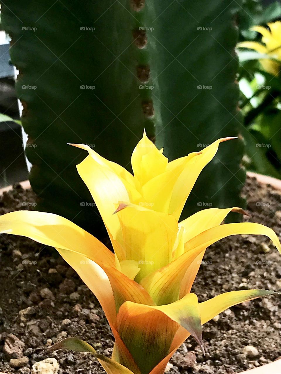 Broméliacée high section focus on foreground ..