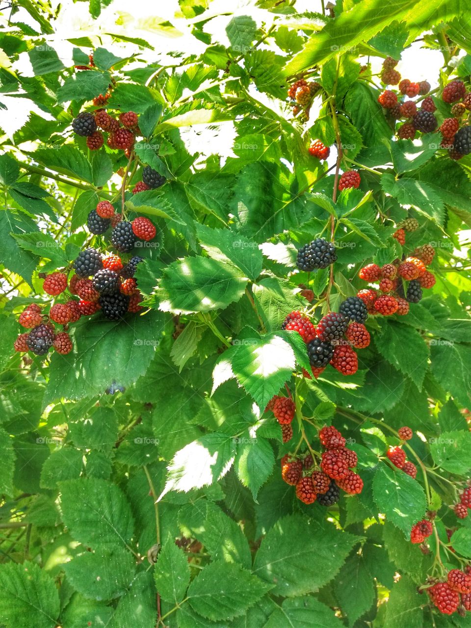Colourful berries