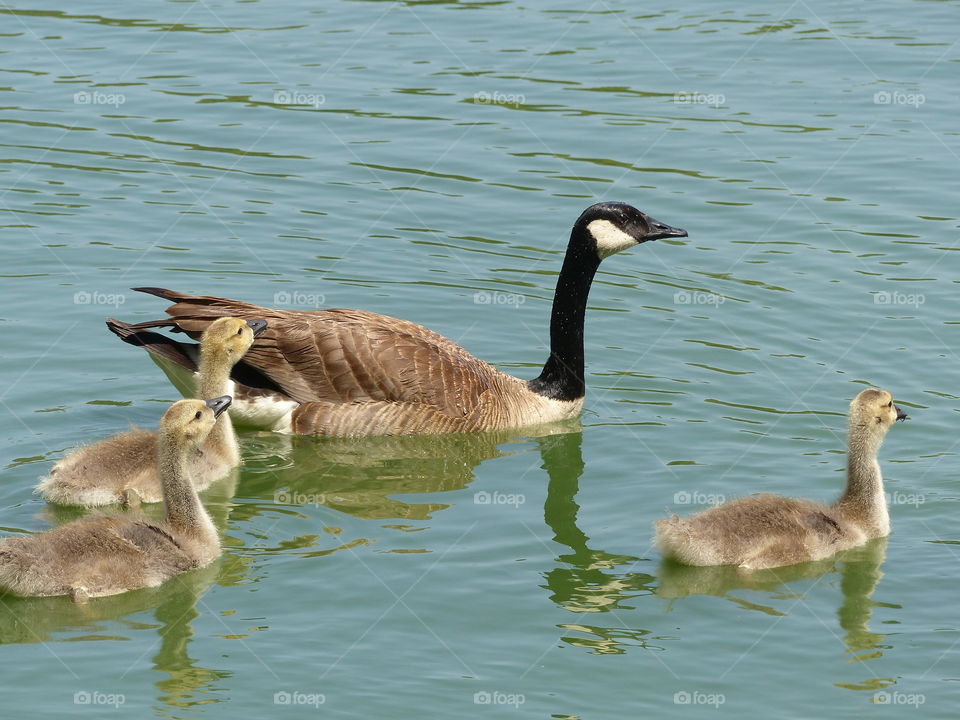 Canada goose afloat with chicks