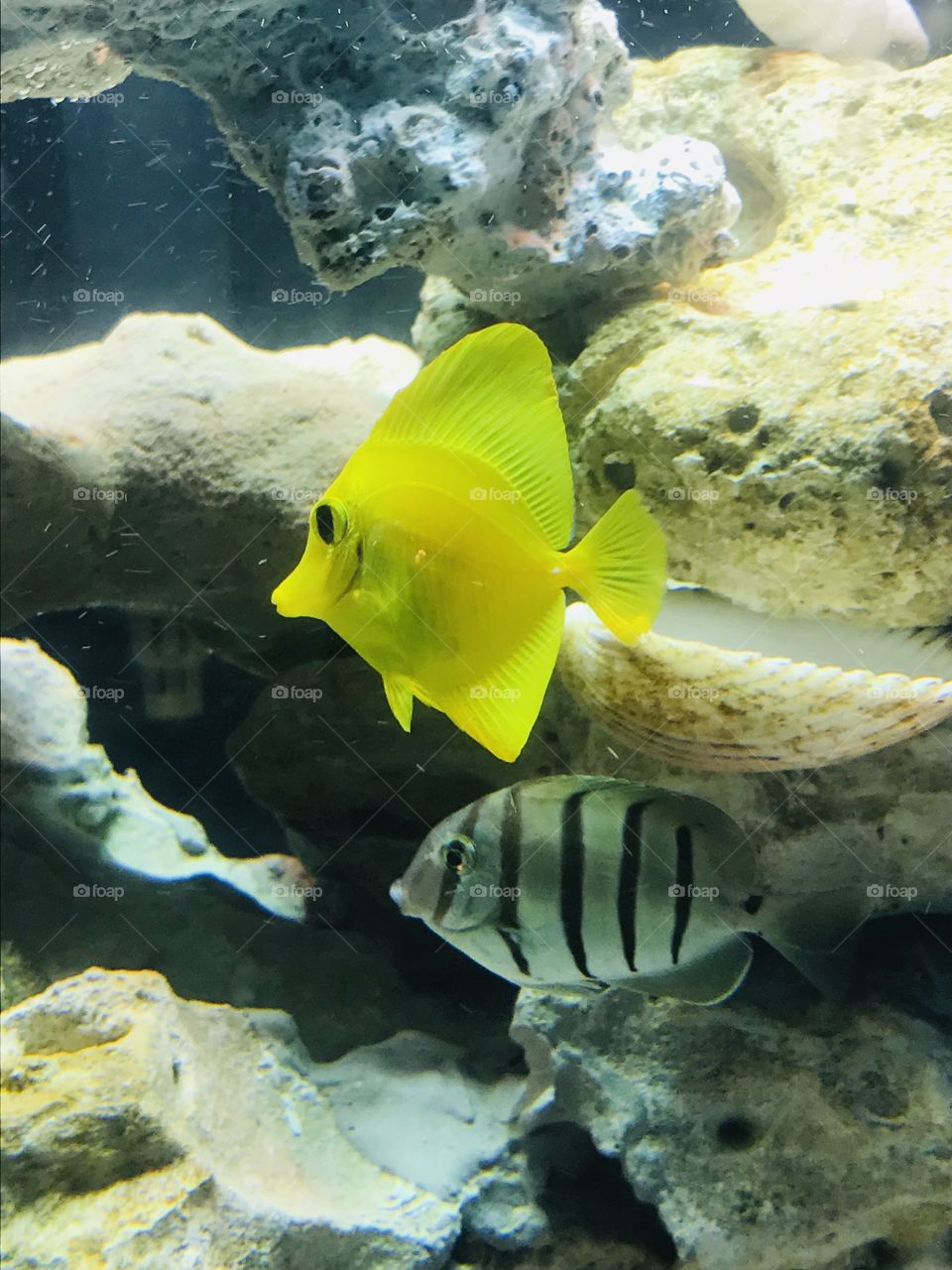 A Vibrant Yellow Tang and a Convict Tang Live in Harmony 