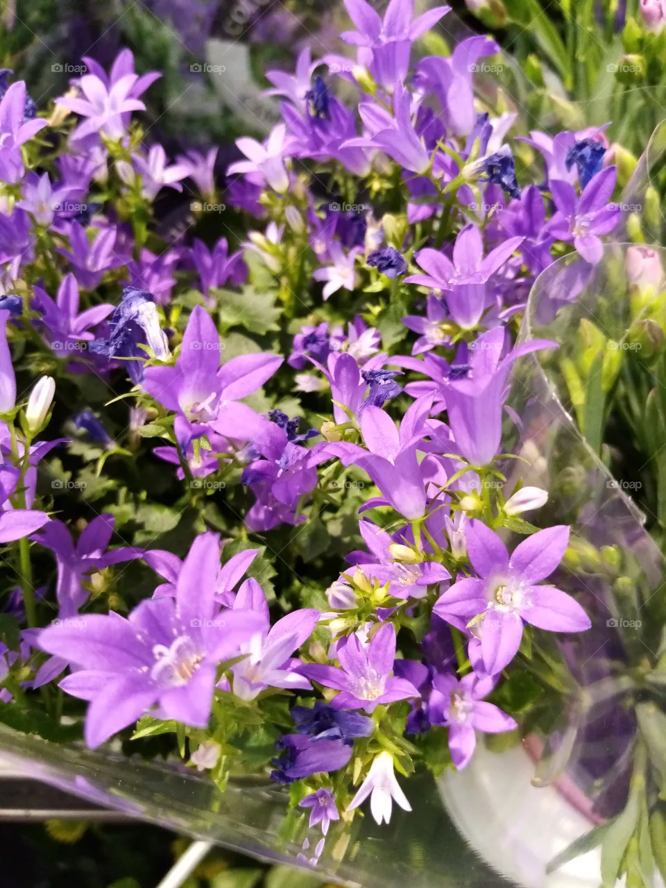 Blumen