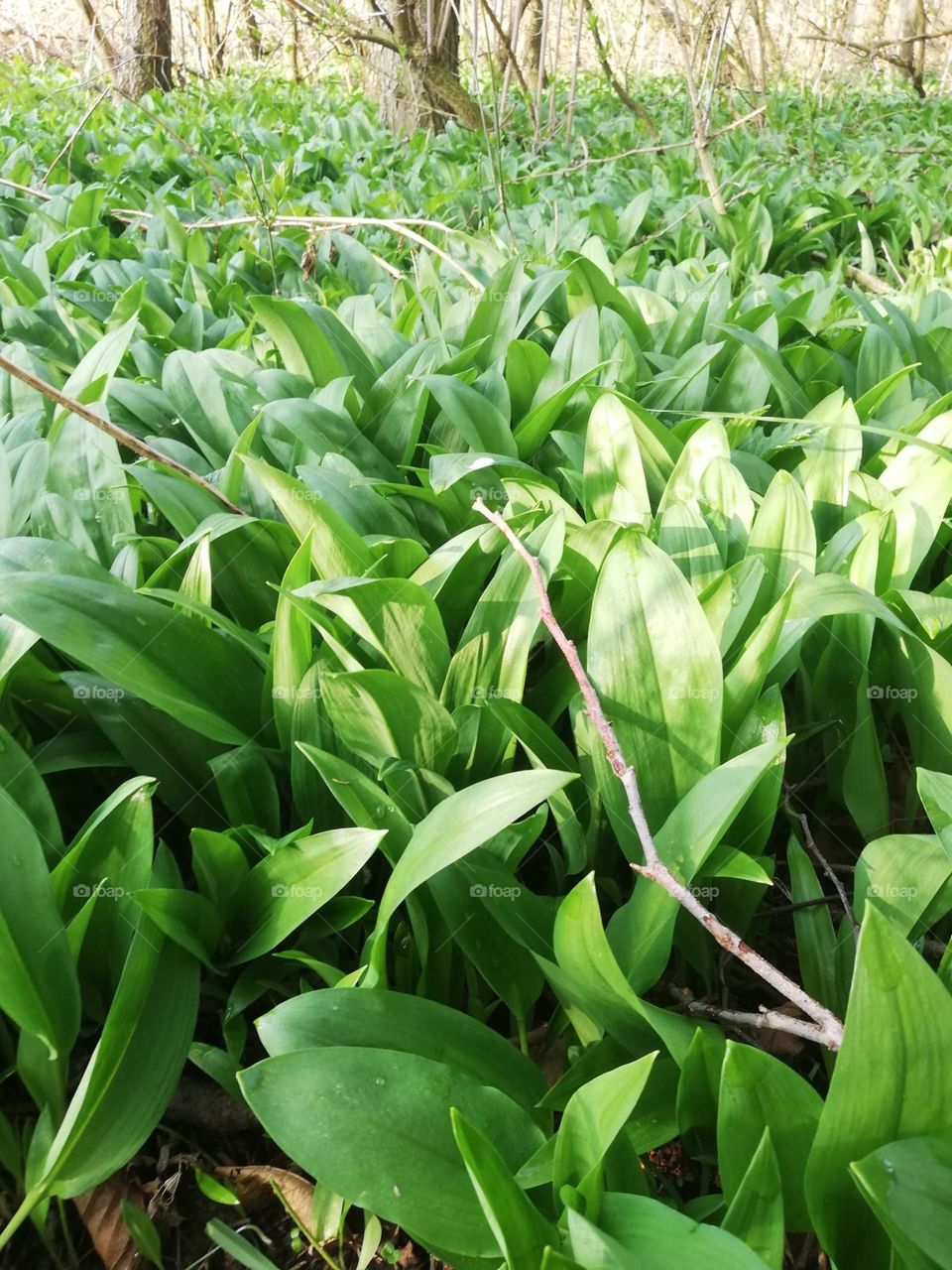 THE colour of spring