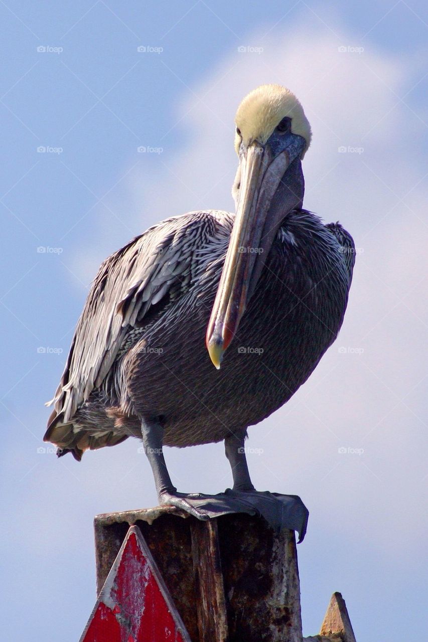 Pelican