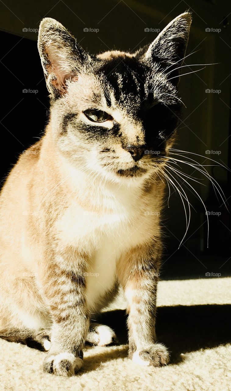 Lynx point Siamese cat in the sun 2