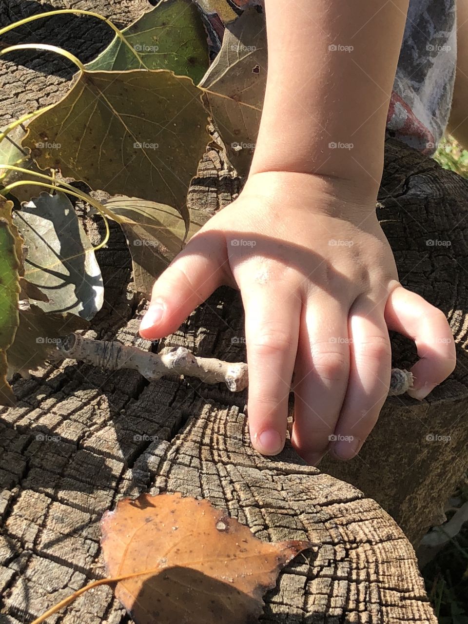 Exploring fall twigs and leaves