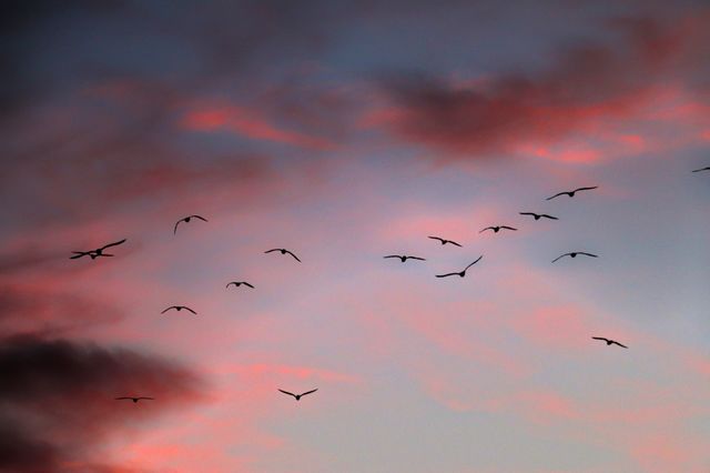 bird