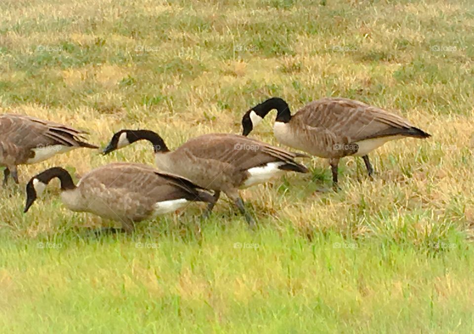 Flock of Canada geese in Indianapolis! Canada geese have proven able to establish breeding colonies in urban areas!