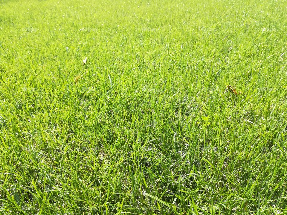 Grass background