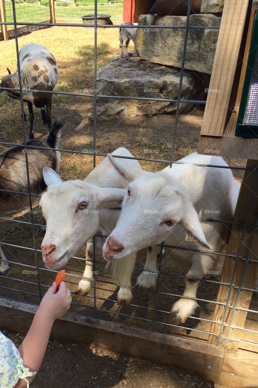 Feeding The Goats