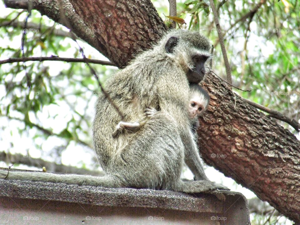 Monkey and her baby.