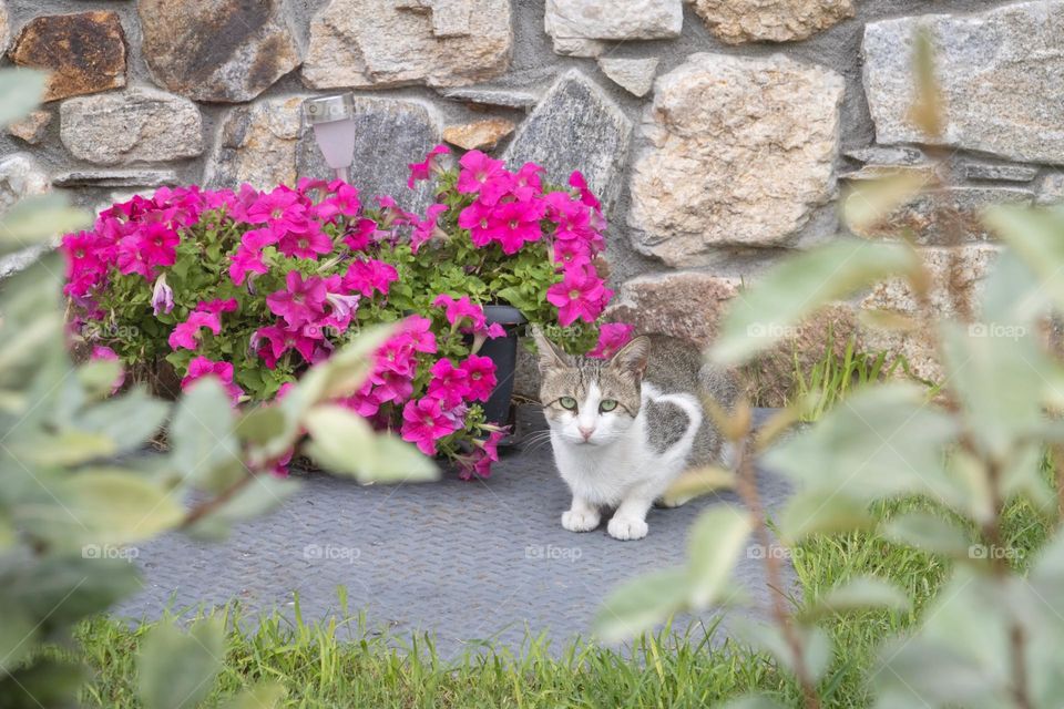 Cute cat next to purple flowers in the garden 