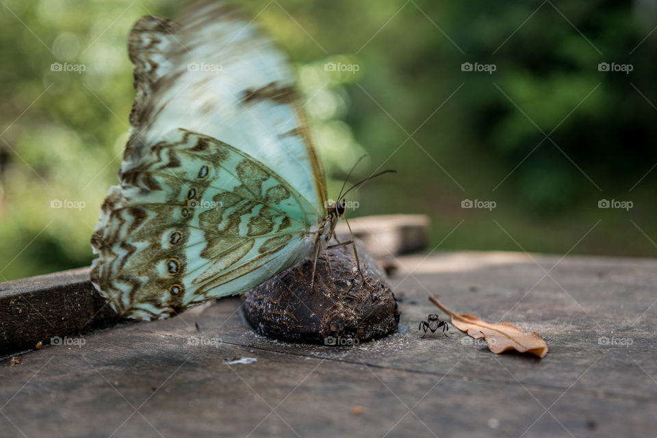 Blue butterfly