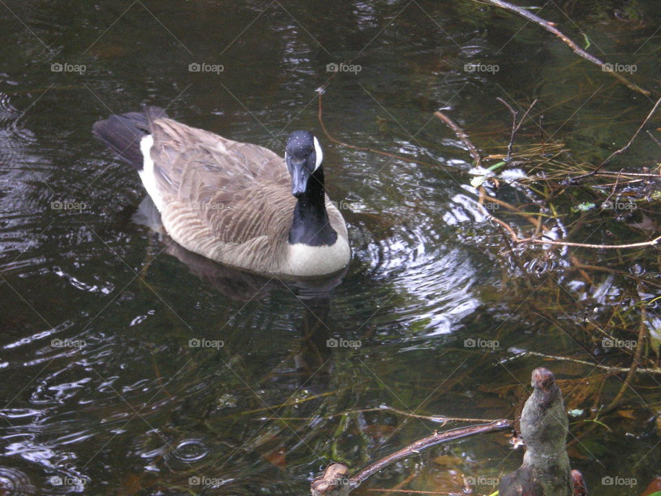Canadian Goose. raindrops on its head 