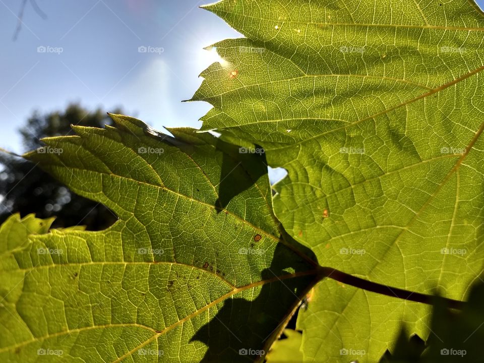 Herbst