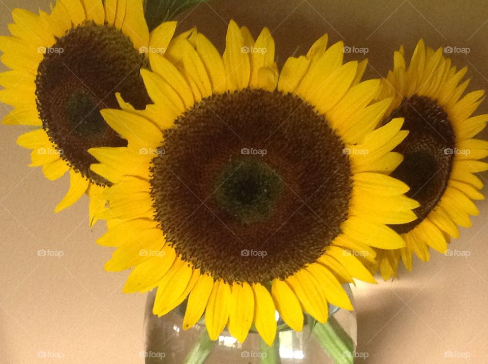 A vase of beautiful sunflowers.