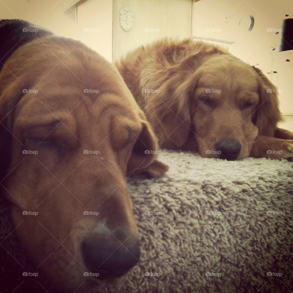 dog sleepy golden retriever mans best friend by comstock