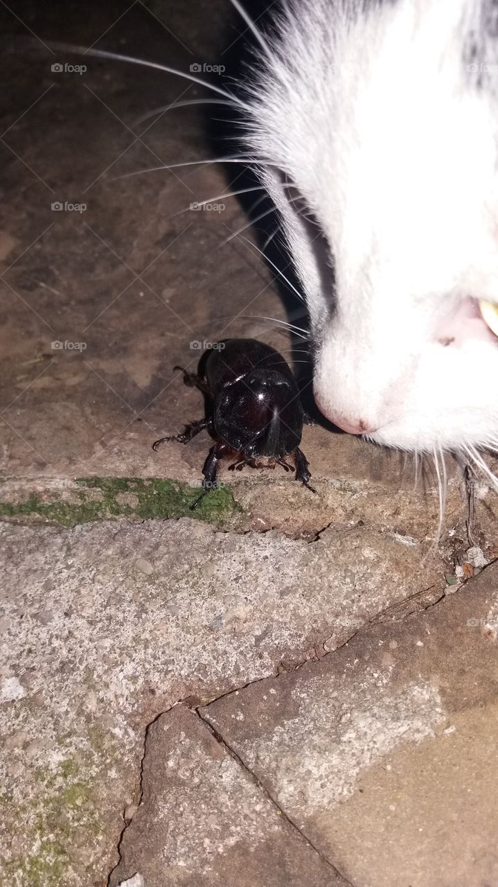 Beetle against kitten