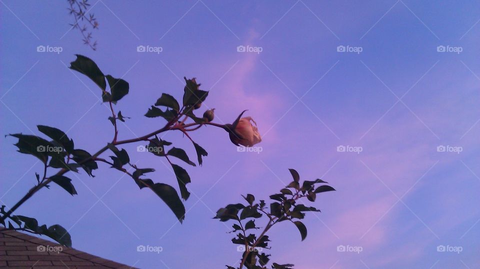 Tree, No Person, Leaf, Sky, Flower