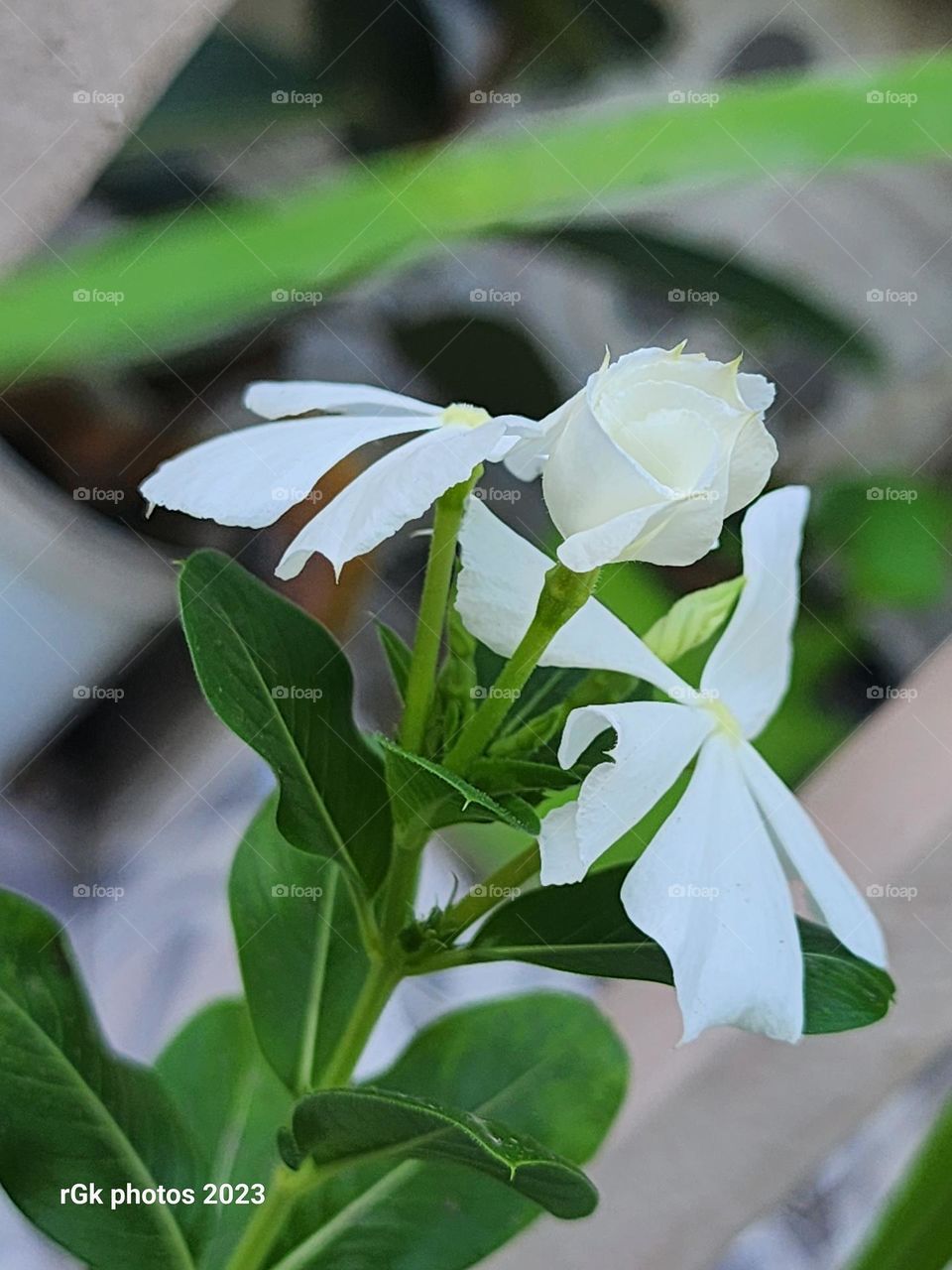 Rising White green Periwinkle