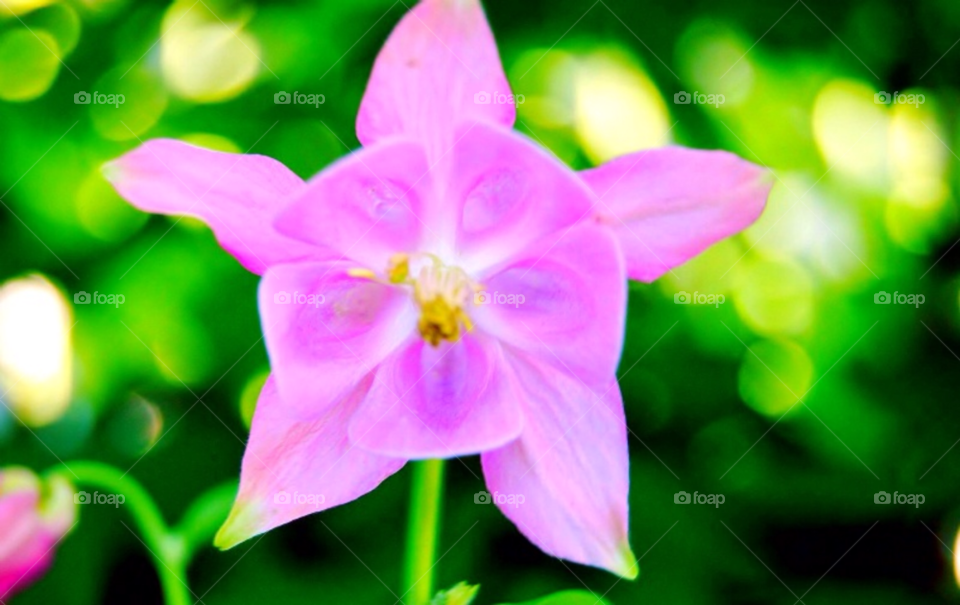 Close-up of pink flower