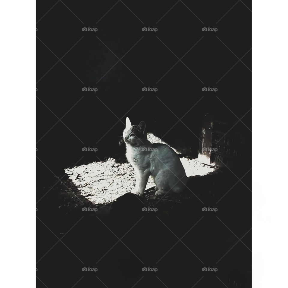 I took the opportunity to photograph when the cat stopped in front of a window through which sunlight enters a dark room to show the small space as a point of light in a dark space in which a white cat stands, and this image was called “Hope.”