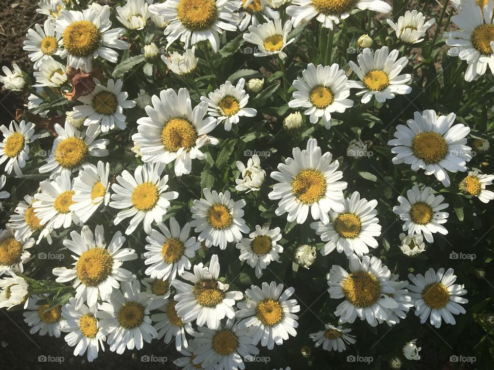 Marguerites 