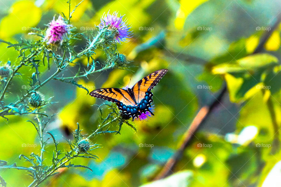 Bright butterfly 