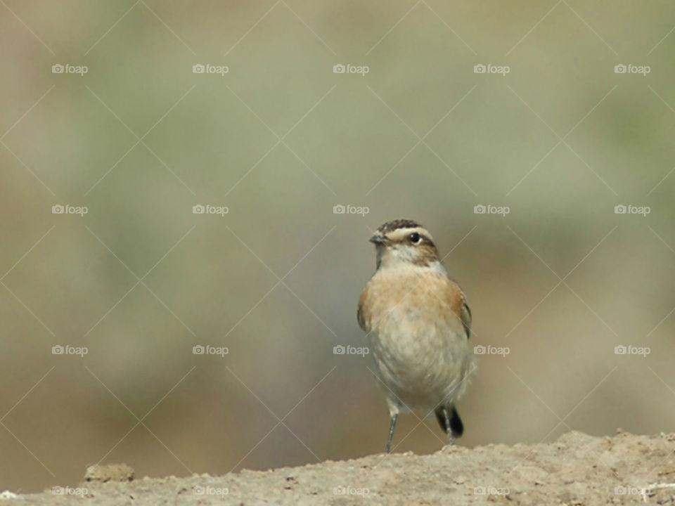 Whinchat