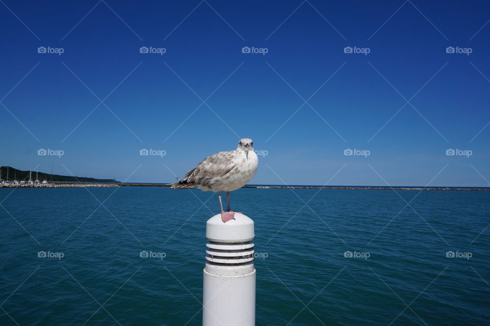 Seagull on a Post. Stare Down