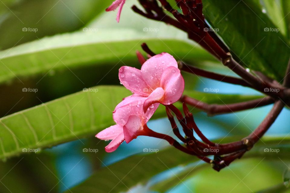 A small branch of Plumeria rubra stands out in the background of green leaves after the rain
