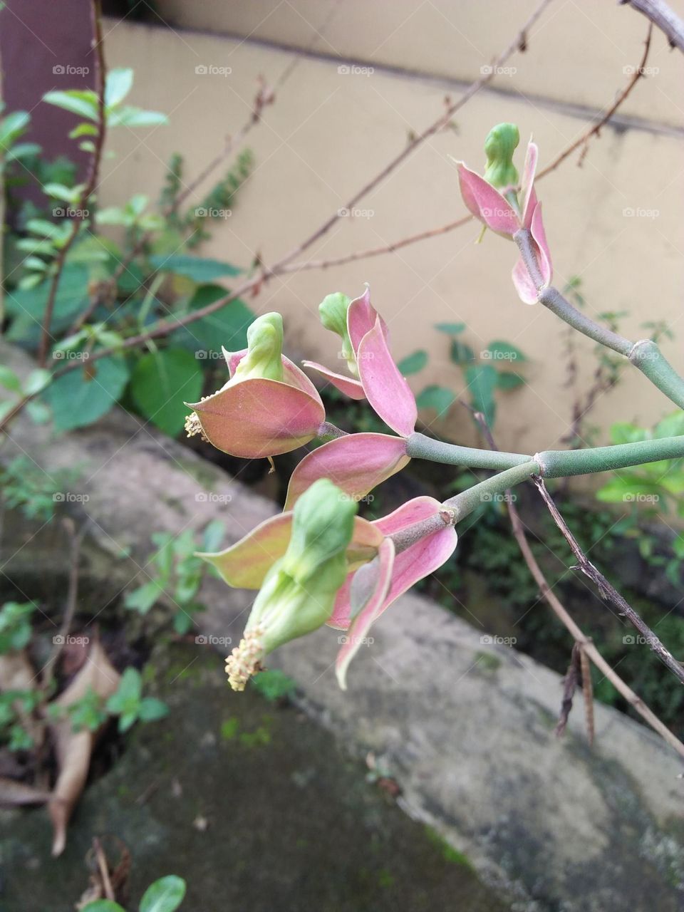 Flower likes a small bird