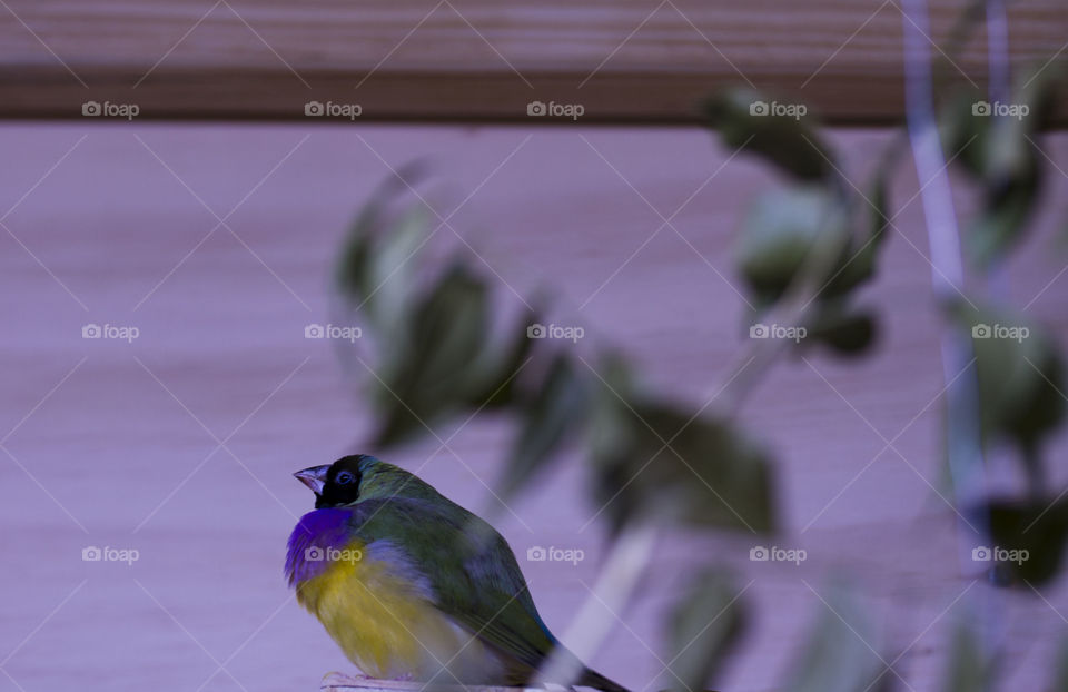 Fat Gouldians Finch 