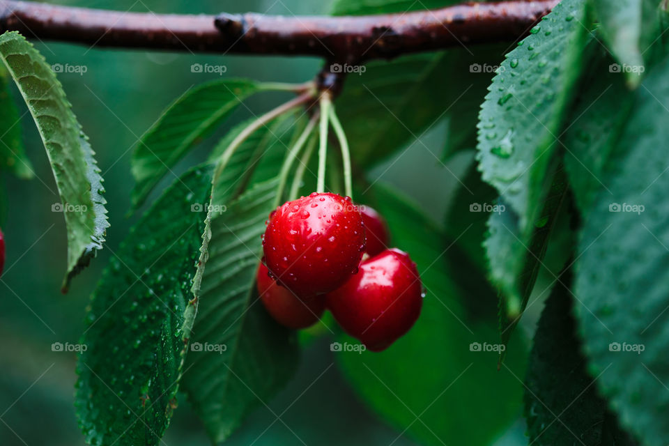 Closeup of ripe red cherry berries on tree among green leaves