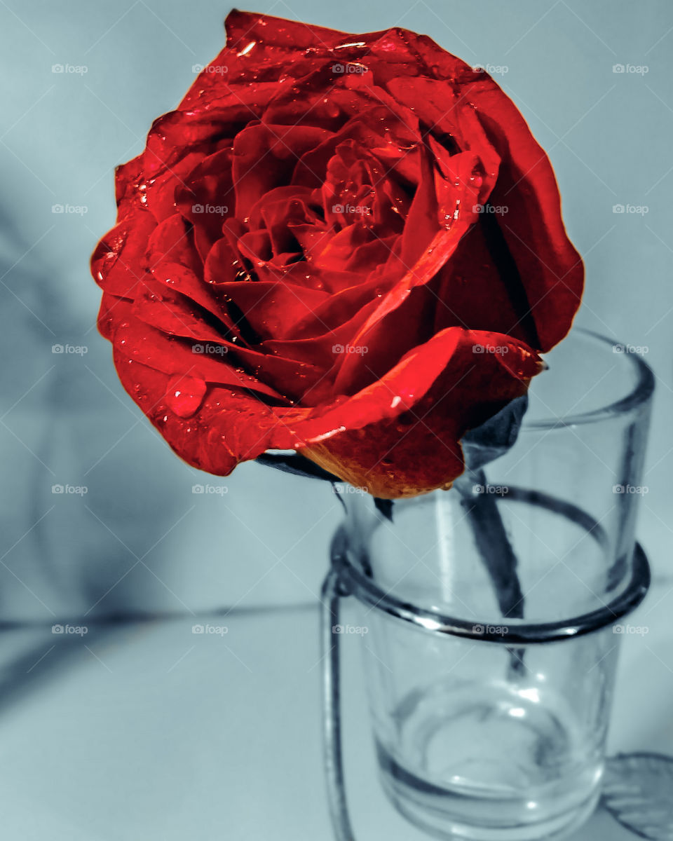 Red rose click by Xiaomi redmi